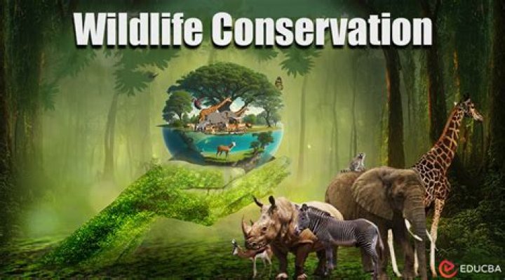 Uncover The Fascinating World Of Wildlife Conservation With Bear Chance Cyrus